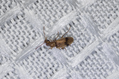 Notoxus desertus