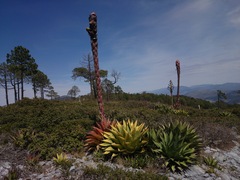 Agave gentryi