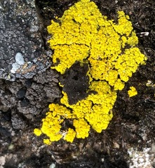 Umbilicaria torrefacta