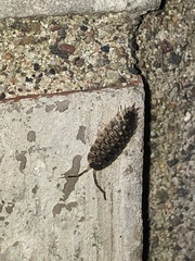 Porcellio spinicornis