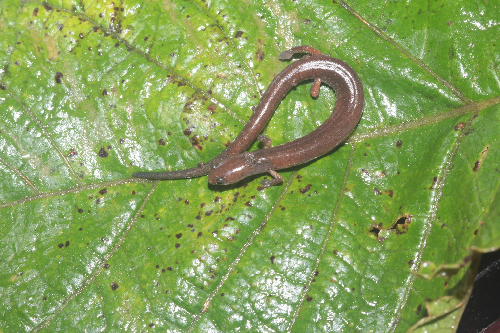 Colombian Worm Salamander