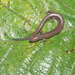 Colombian Worm Salamander - Photo (c) Britt White, some rights reserved (CC BY-NC), uploaded by Britt White