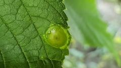 Pachypsylla celtidisumbilicus