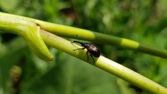 Haplorhynchites aeneus