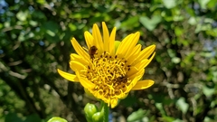 Haplorhynchites aeneus