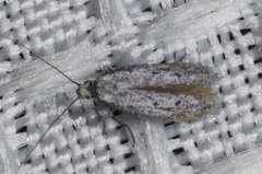 Adeloidea