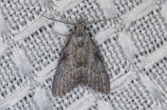 Nola involuta