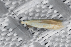 Tischerioidea
