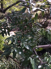 Cryptocarya triplinervis