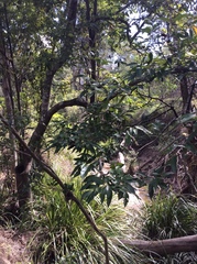 Cryptocarya triplinervis