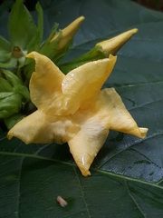 Prestonia mexicana