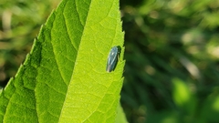 Graphocephala hieroglyphica