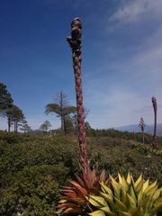 Agave gentryi