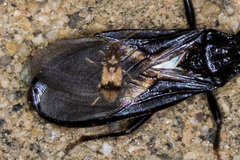 Notoxus desertus
