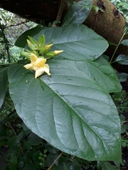 Prestonia mexicana