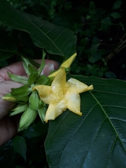 Prestonia mexicana