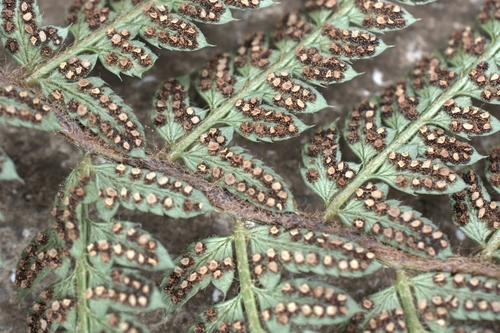 soft shield fern