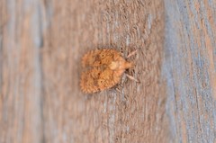 Agonopterix robiniella