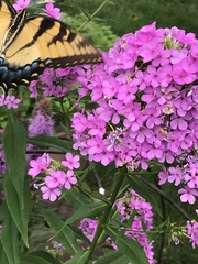 Papilio glaucus