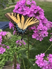 Papilio glaucus