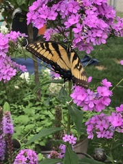 Papilio glaucus