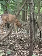 Odocoileus virginianus