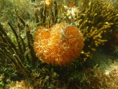 Ecteinascidia turbinata