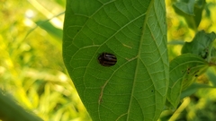 Agroiconota bivittata