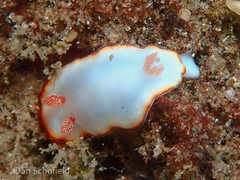 Goniobranchus verrieri