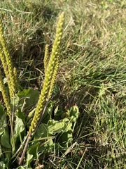 Plantago