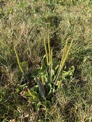 Plantago