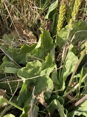 Plantago