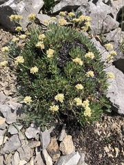 Eriogonum androsaceum