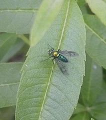 Sciapodinae