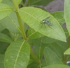 Sciapodinae