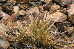 Festuca brachyphylla