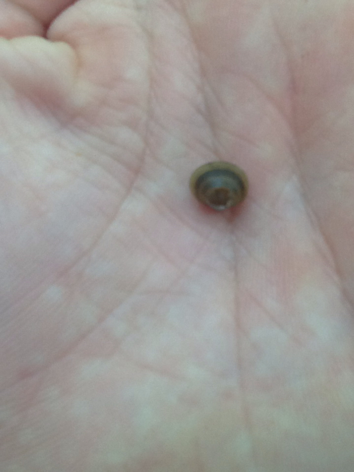Fingernail Clam (Vernal Pools at the Watershed Center) · NaturaLista Mexico