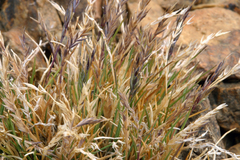 Festuca brachyphylla