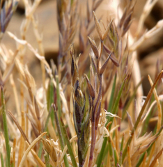Festuca brachyphylla