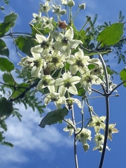 Funastrum pannosum