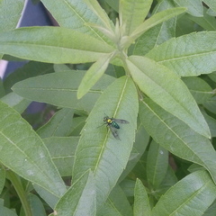 Sciapodinae