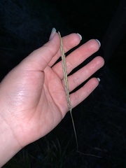 Elymus trachycaulus