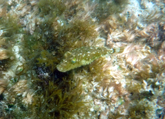 Sphoeroides spengleri