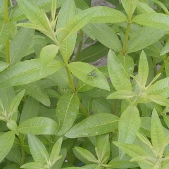 Sciapodinae