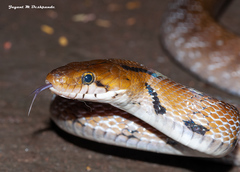 Coelognathus helena