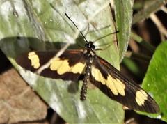 Acraea cabira