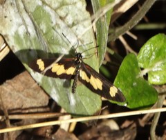 Acraea cabira
