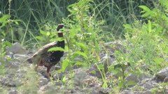 Francolinus francolinus