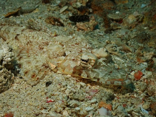 Broadhead flathead (Sunagocia arenicola) — Platycephalidae — 4