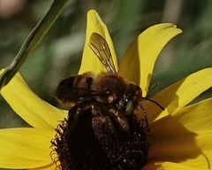 Megachile fortis